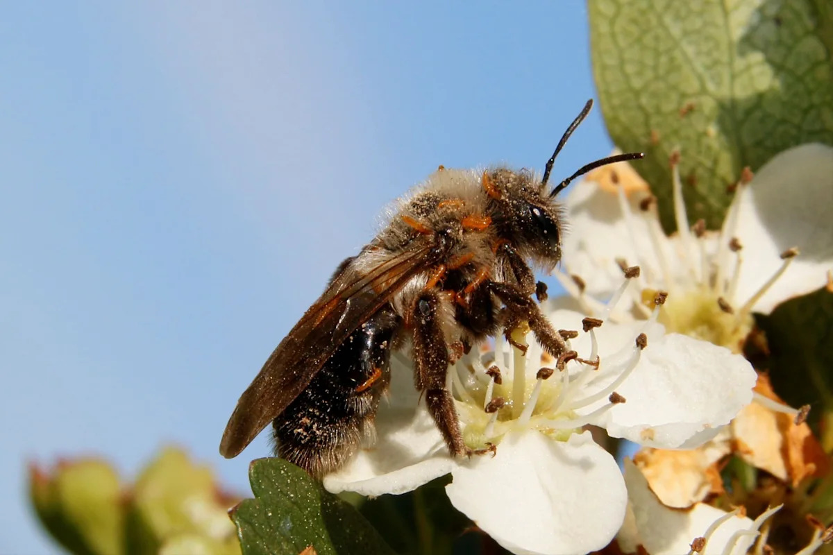 In Germany, oil beetle larvae make flower scents from scratch, and wild bees fall for it