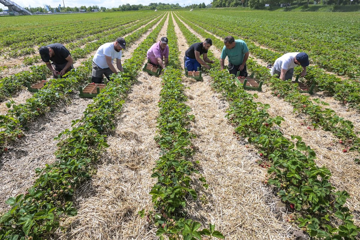 Without migration, eastern Germany to lose many workers