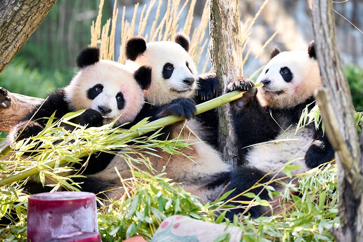 Berlin panda twins celebrate 2nd birthday