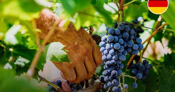 Germany, extreme hot summer ripens grapes faster and advances wine harvest several weeks — MercoPress