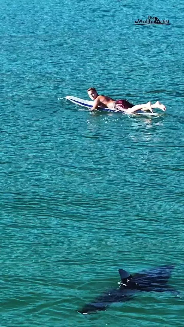 A juvenile great white shark is seen coming within yards of a surfer in the new footage
