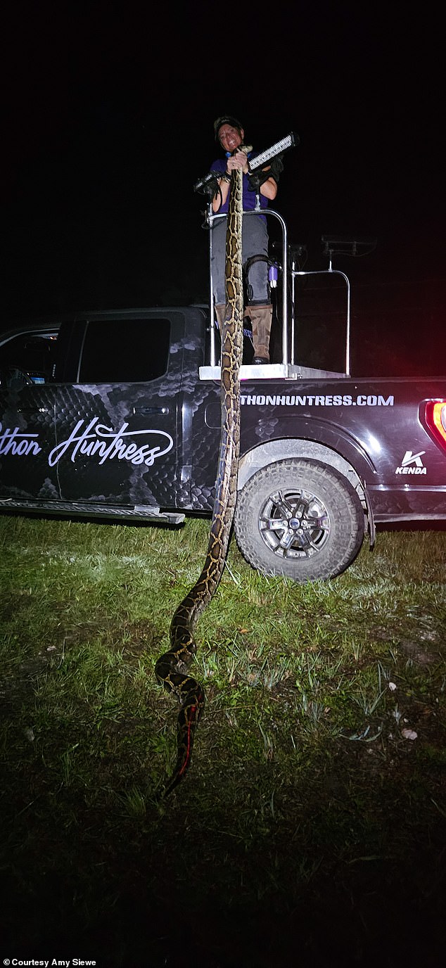 A 16¿foot serpent ¿ just three feet shy of the world record ¿was captured on the night hunt Daily Mail went on