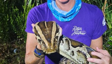 Amy Siewe is a real life Indiana Jones heading out on python hunts at night