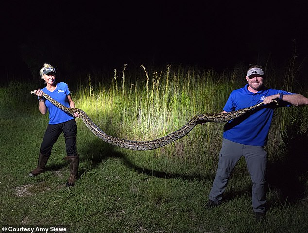 Florida officials estimate there may be up to 500,000 pythons in the wild. One of the huge beasts Siewe caught