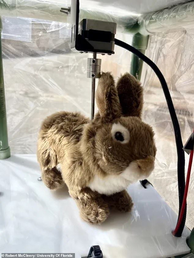 In an attempt to combat the python problem within the Everglades, scientists let an army of remote-controlled robotic bunnies loose in July