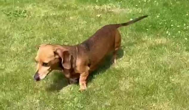 Jim's sister revealed that Martha had developed a bad back, which is common in dachshunds, and could no longer climb stairs and required 24-hour care – which wasn't possible after the split