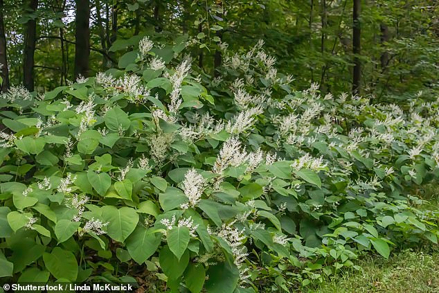 The invasive Japanese knotweed plant, which can grow through concrete and is almost impossible to remove