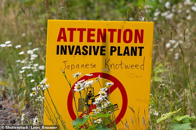 Plymouth City Council have assured locals that the knotweed will be tackled with 'specialist equipment'