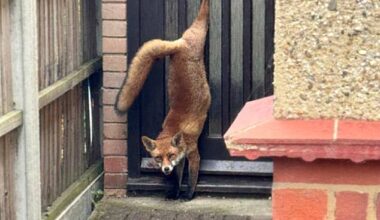 Paperboy Liam Clement spotted the fox trapped in a letterbox while on his paper round
