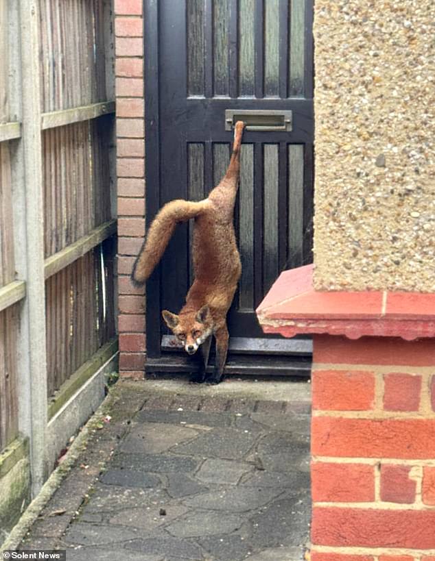 Paperboy Liam Clement spotted the fox trapped in a letterbox while on his paper round