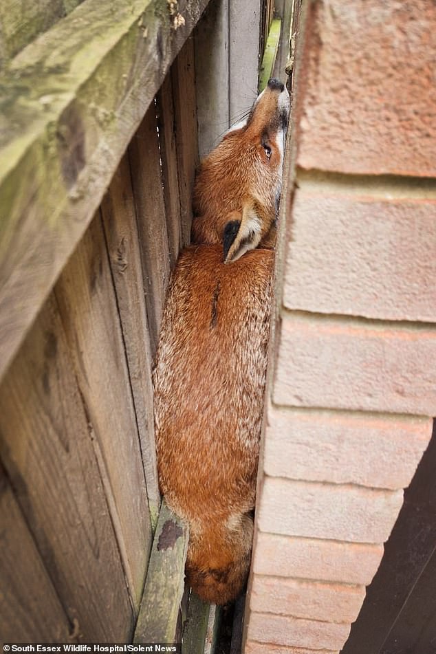 After freeing the fox, the animal then became trapped again between a wall and a garden fence
