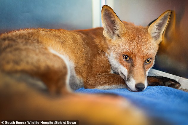 The fox is now recovering from its injury in a hospital and will not be released for at least two months