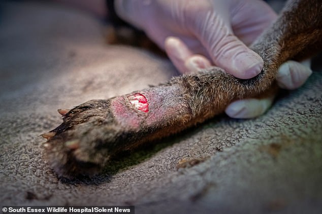 The fox injured its foot by becoming stuck in the letterbox and is now recovering in the hospital