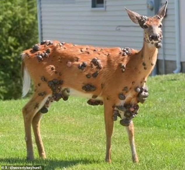 Deer warts are spread by a virus which is transmitted through mosquito and tick bites