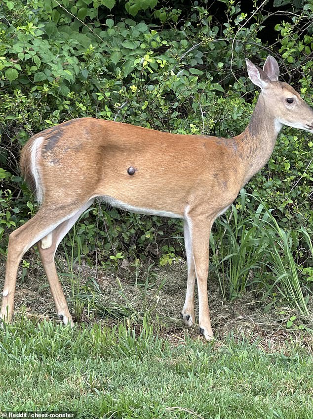 On August 7, a Reddit user captured an image of a white-tailed deer in Pennsylvania with a large deer wart on its side