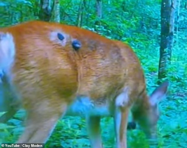 In late July, a resident in Western New York preparing for hunting season captured video of an infected deer walking through the woods