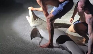 Shawn Meuse and his friends captured the beast on his birthday fishing trip on Cayo Costa, Florida, on Saturday