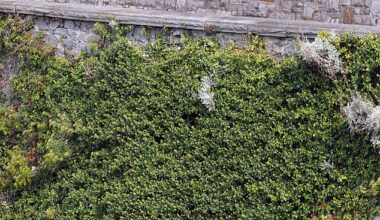 Japanese knotweed pictured along the cliff edge in Plymouth, Devon