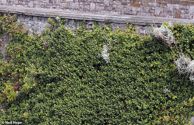Japanese knotweed pictured along the cliff edge in Plymouth, Devon
