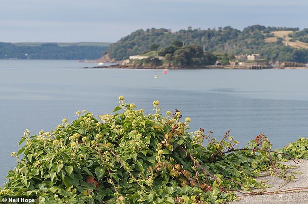 Knotweed has been spreading particularly fast this year due to warm weather conditions