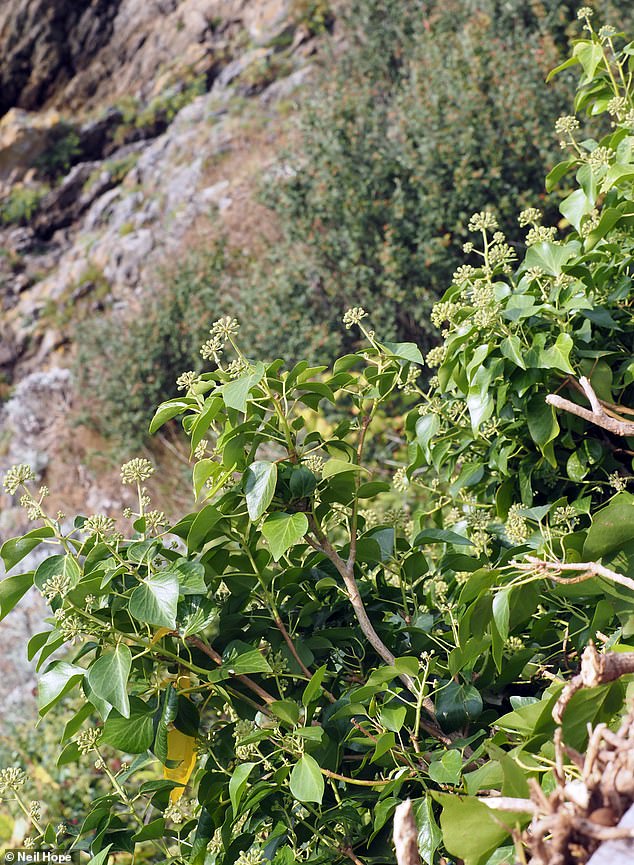 Plymouth locals are now fearing the impact the plant will have on their property's value