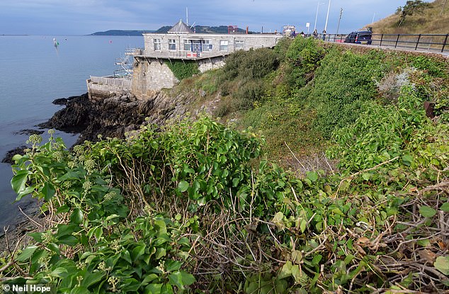 The invasive plant was spotted growing on the cliff edge by a Plymouth resident