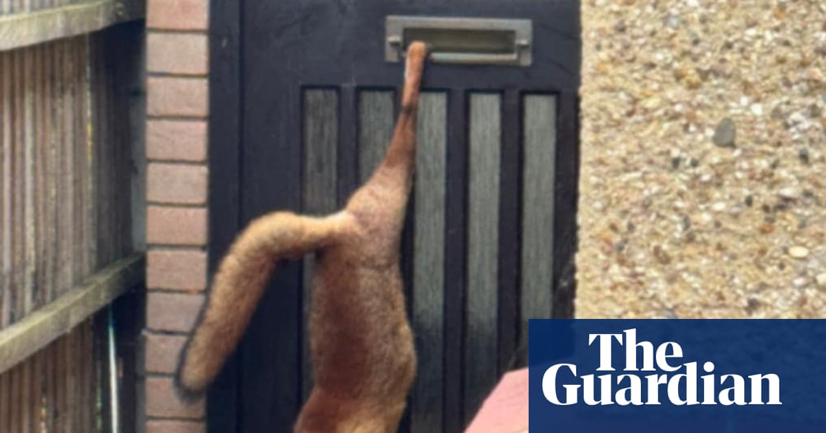 Week in wildlife: a clumsy fox, swinging orangutang and rescued jaguarundi cub | Environment
