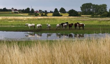 Renaturalisation of wetlands slows global warming and species decline