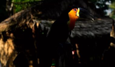 Climate change-driven heat extremes are driving ‘staggering’ decline in tropical birds, study warns