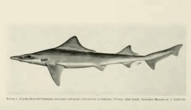 A Rare Shark Was Just Found 50 Years After Everybody Believed It Was Extinct