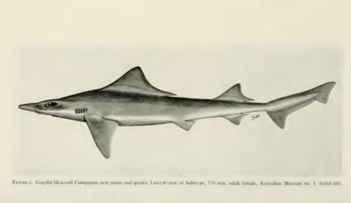 A Rare Shark Was Just Found 50 Years After Everybody Believed It Was Extinct