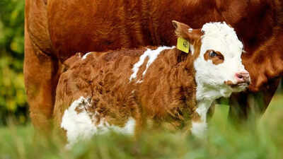 Experts warn of Salmonella Dublin: Cattle-born superbug that is spreading to humans