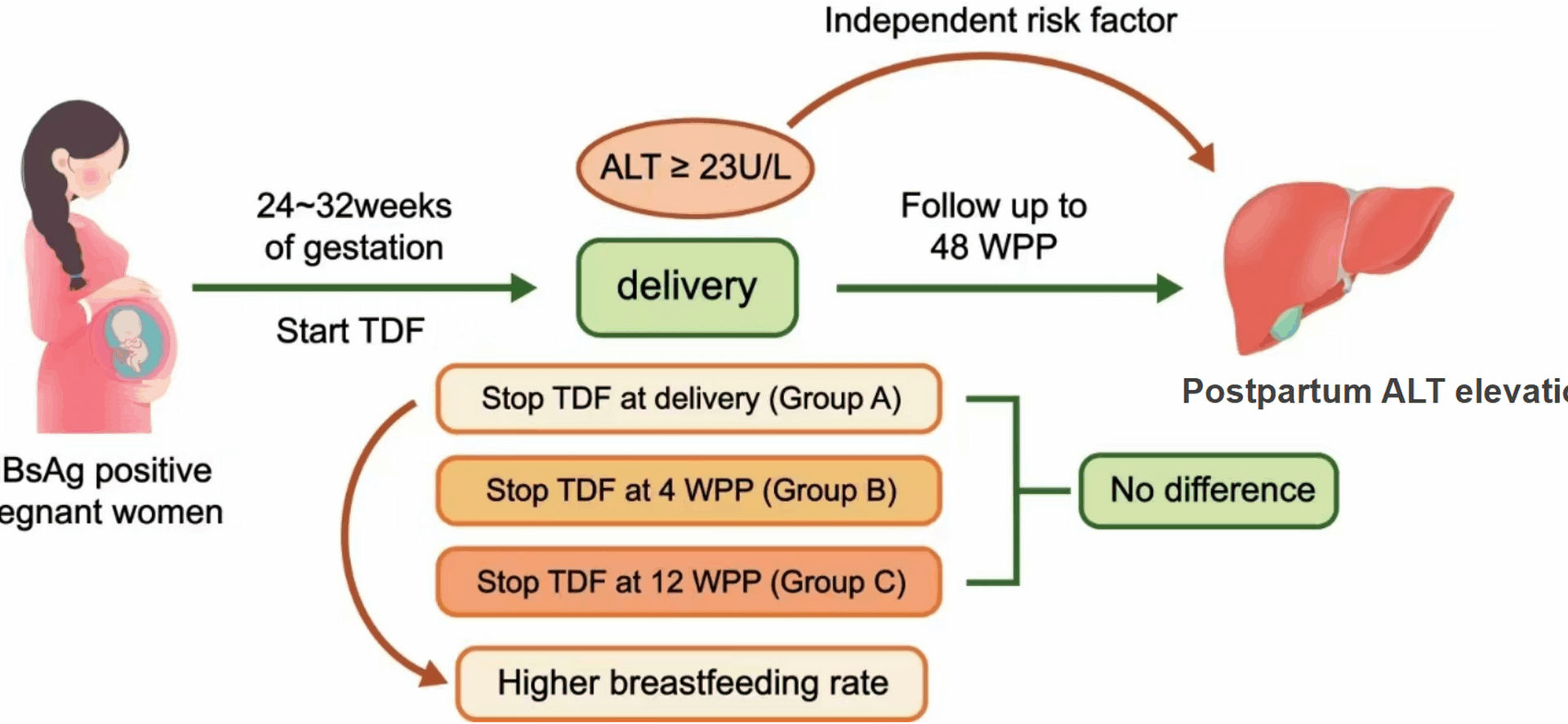 Impact of stopping Tenofovir disoproxil fumarate at various times on elevated postpartum ALT levels and breastfeeding in pregnant women with chronic hepatitis B: a prospective observational cohort study | BMC Pregnancy and Childbirth