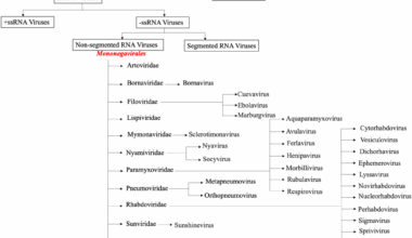Participation of host cell proteins in inclusion bodies of non-segmented RNA virus infected cells: a molecular insight | Virology Journal