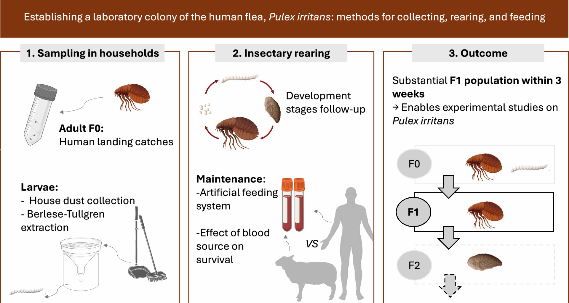 Establishing a laboratory colony of the human flea, Pulex irritans: methods for collecting, rearing, and feeding | Parasites & Vectors
