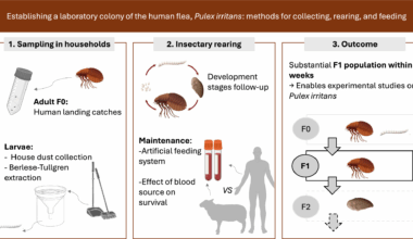 Establishing a laboratory colony of the human flea, Pulex irritans: methods for collecting, rearing, and feeding | Parasites & Vectors
