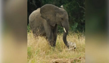 Elephant Discovers Skull Of Another Elephant, Cries Out In Agony—Heartbreaking Video Goes Viral | Viral