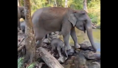Baby elephant explores stream under mother’s watchful eye, internet swoons at adorable moment | Trending