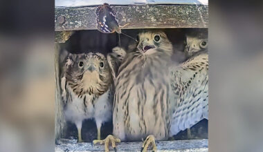 Watch These Baby Falcons' Priceless Reaction To Meeting A Butterfly