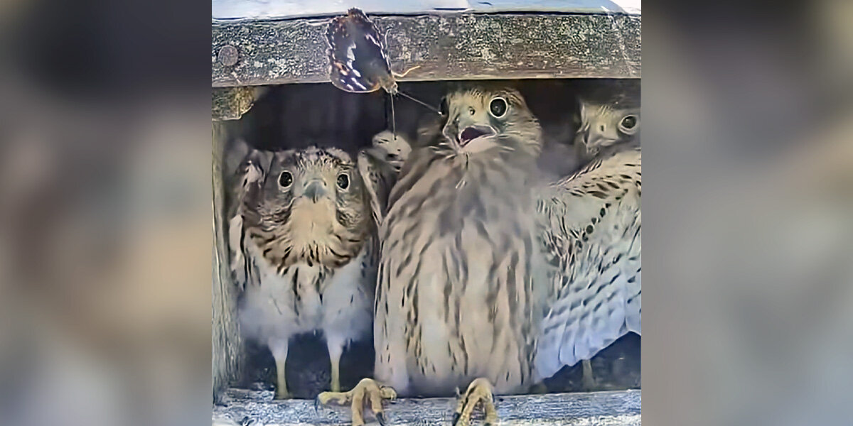 Watch These Baby Falcons' Priceless Reaction To Meeting A Butterfly