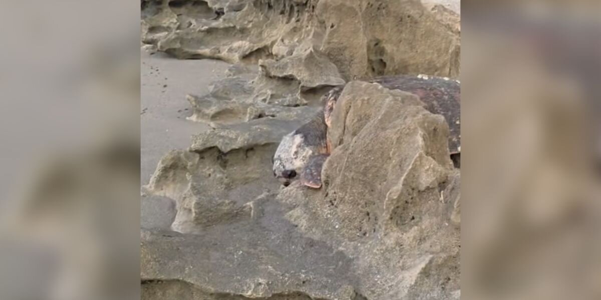 Photographer Taking Sunrise Photos Finds 300-Pound Animal Hopelessly Trapped
