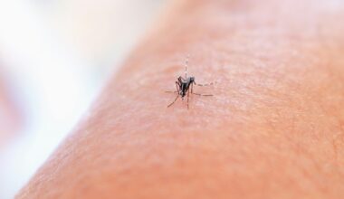 Dengue cases on the rise: Know the top prevention and recovery tips to stay safe | Health