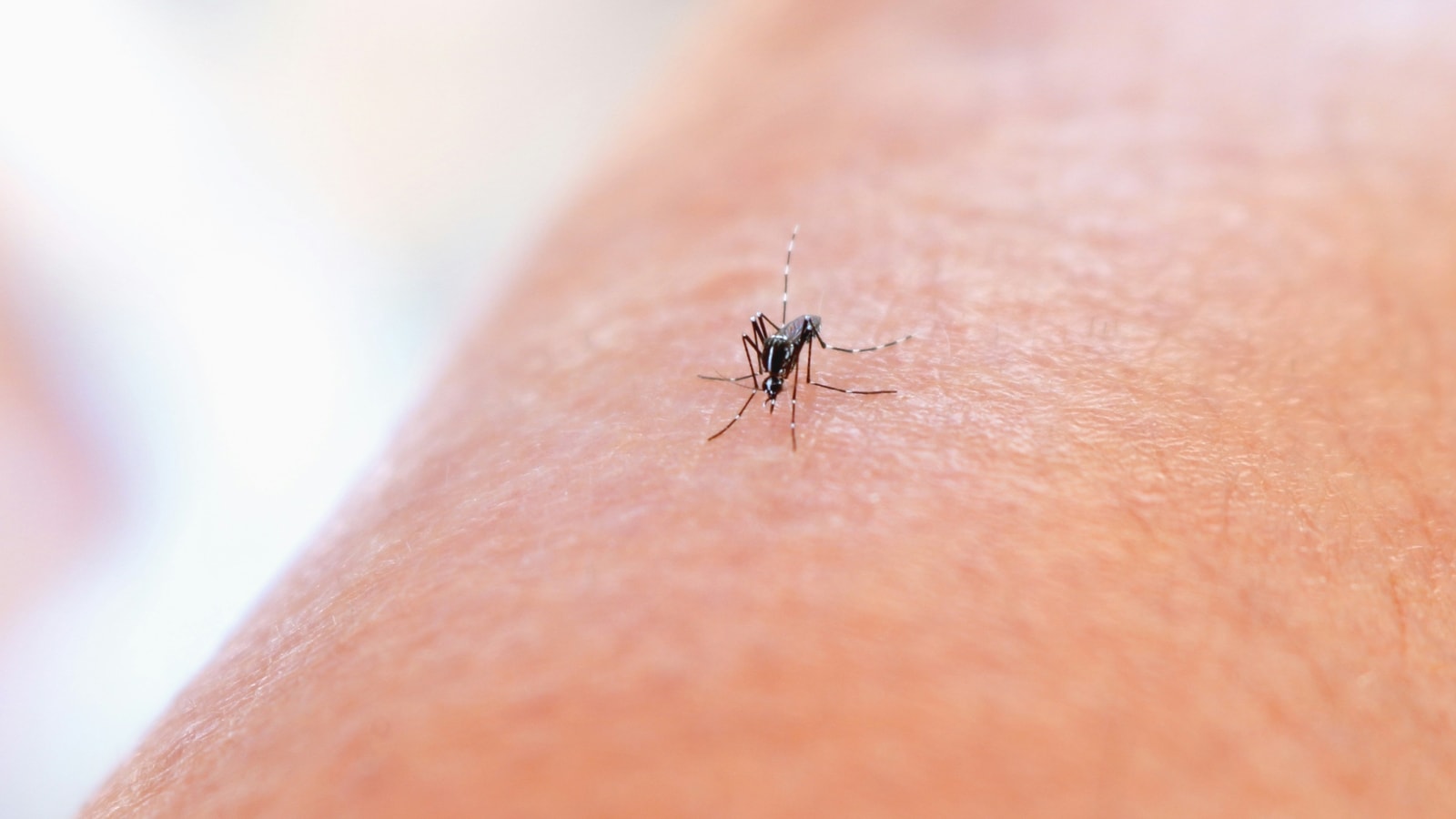 Dengue cases on the rise: Know the top prevention and recovery tips to stay safe | Health