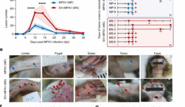 The pathogenicity and multi-organ proteomic profiles of Mpox virus infection in SIVmac239-infected rhesus macaques