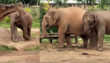‘Mom, I’m sorry’: Baby elephant dashes back to worried mother after wandering too far. Video | Trending