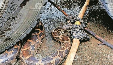 python-kochi