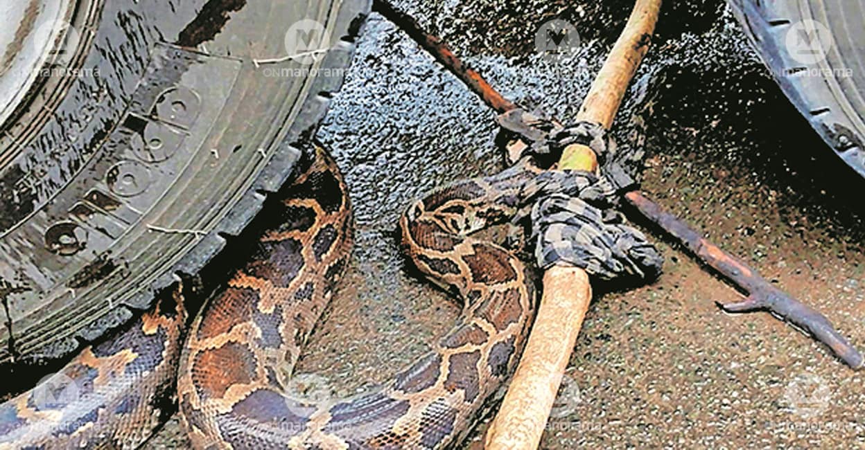 python-kochi