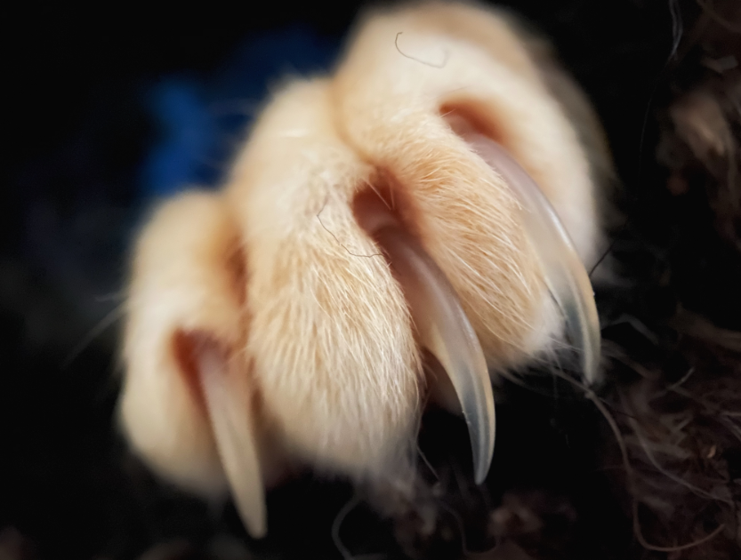 america, american culture, europe, european culture, cats, cat claws, declawing animals, cosmetic surgery