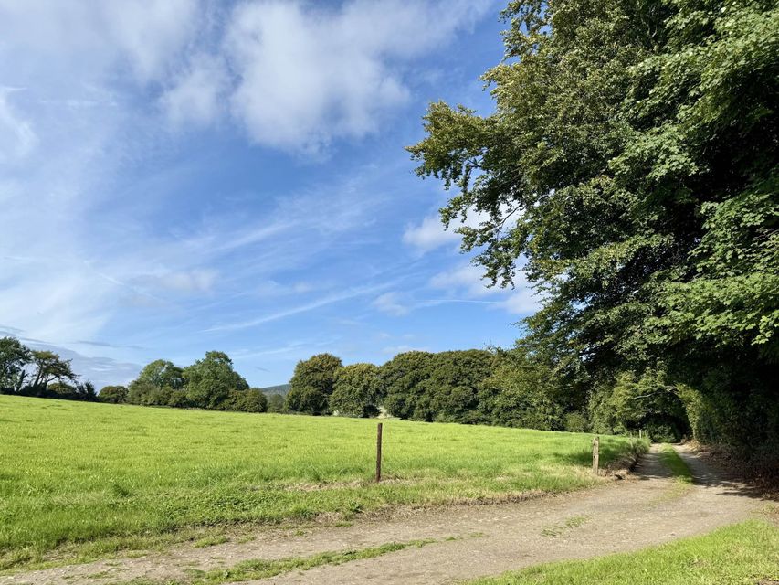 A farmhouse and land in Ballyrory, Gorey will go for sale by auction.