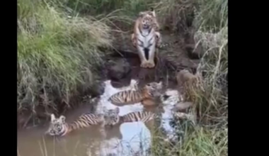 'Mother’s eye never rests': Mama tiger stands guard while cubs cool off in a wwatercolour aterhole | Trending